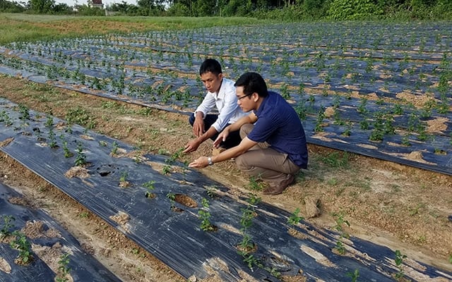 Cách thức chuyển đổi cây trồng hiệu quả ở Quảng Bình (Báo Nhân Dân)