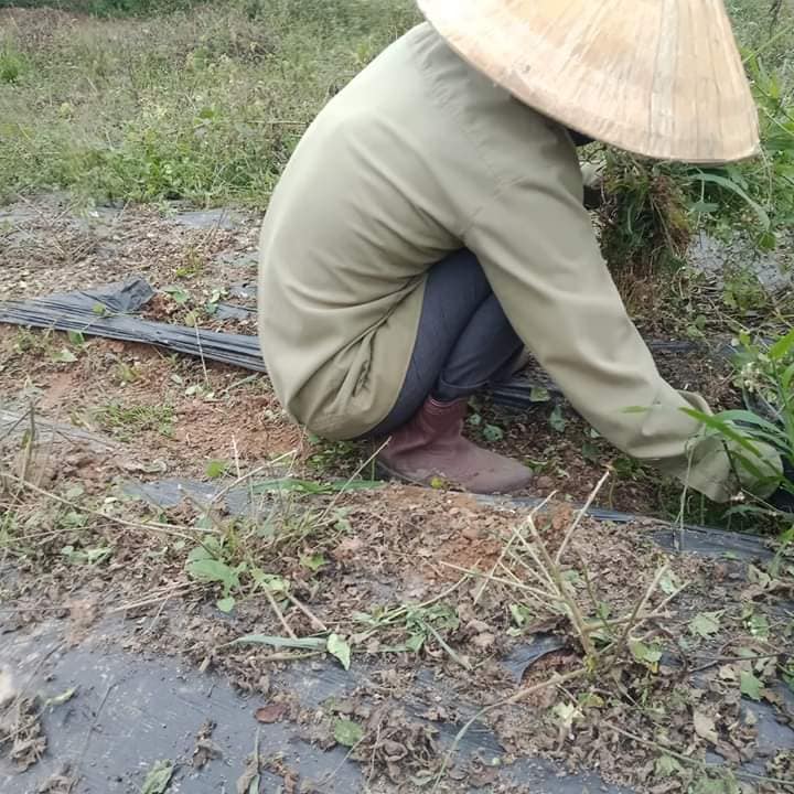 Quy trình trồng và làm cà Gai Leo Thanh Bình