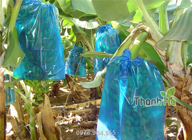 Túi nilon bao chuối thương hiệu Thanh Hà được nhiều người tin dùng
