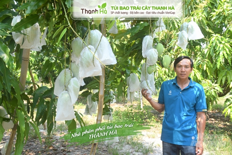Vườn xoài nhà anh Tiến - Bình Định sử dụng túi giấy Thanh Hà để bao trái