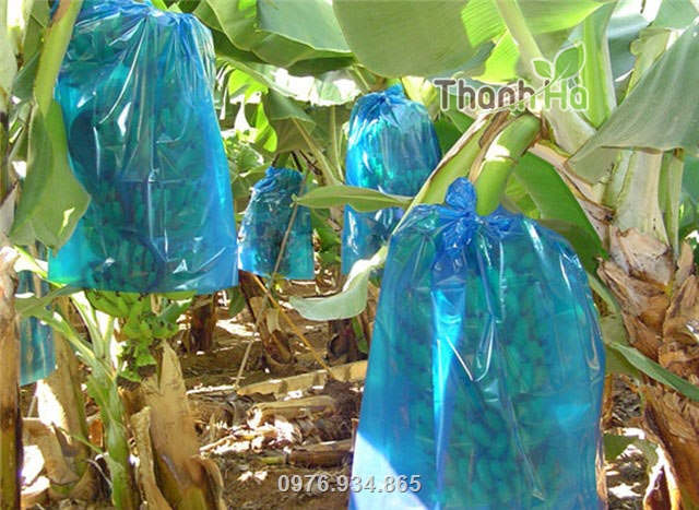 Túi nilon bao chuối được nhiều nhà vườn trồng chuối tin tưởng sử dụng
