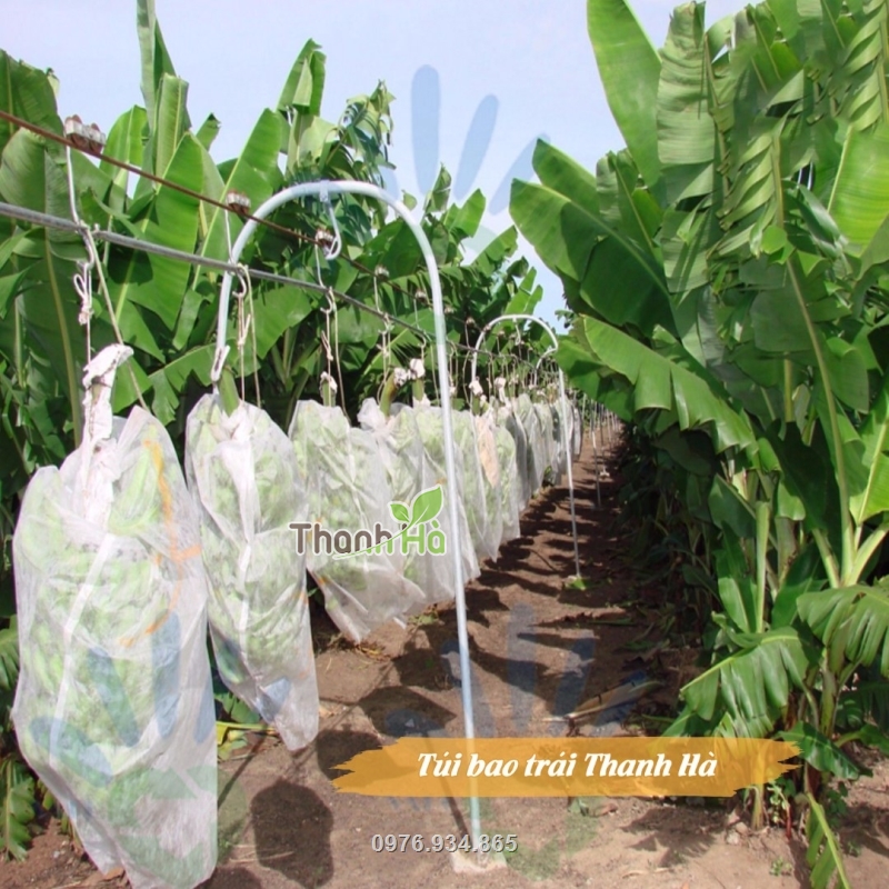 Hình ảnh vườn chuối sử dụng túi vải Thanh Hà giúp nâng cao năng suất khi thu hoạch