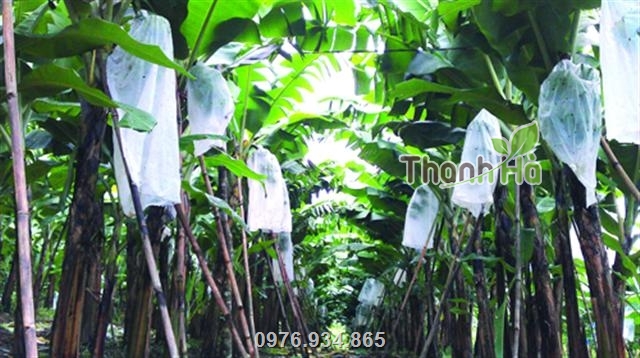 Hình ảnh vườn chuối sử dụng túi vải Thanh Hà để bao bọc