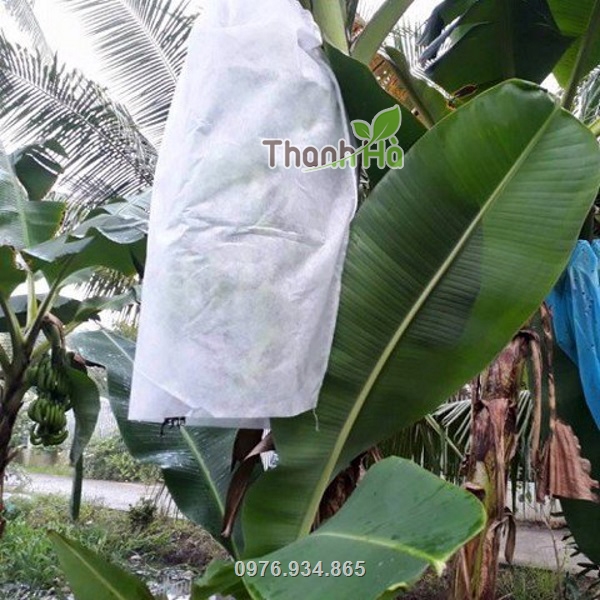 Túi được làm từ chất liệu vải không dệt màu trắng, tạo sự quang hợp tốt cho trái