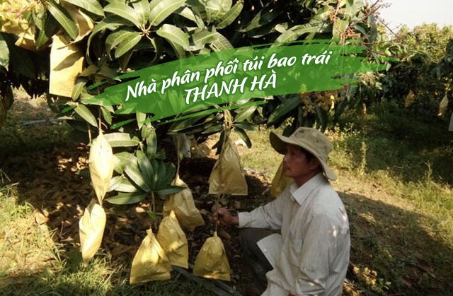 Vườn xoài của anh Tân ở Bình Định sử dụng túi giấy bao trái Thanh Hà