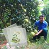 Túi bọc quả bưởi, Bao trái cây Thanh Hà chính hãng kích thước 30x35cm