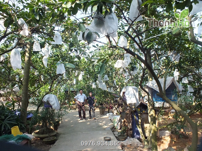 Vườn bưởi của Anh Tiến ở Bình Định sử dụng túi bao bưởi Thanh Hà