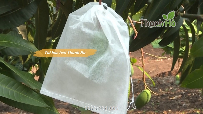 Túi được dùng để bảo vệ trái xoài khỏi các tác nhân gây hại bên ngoài