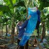 Bao bọc trái cây Thanh Hà chuyên bao chuối chất lượng cao kích thước 70x140cm