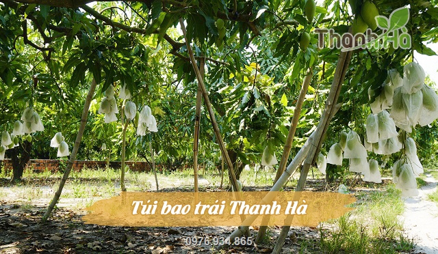 Túi bao trái Thanh Hà được nhiều nhà vườn trồng xoài trên toàn quốc sử dụng