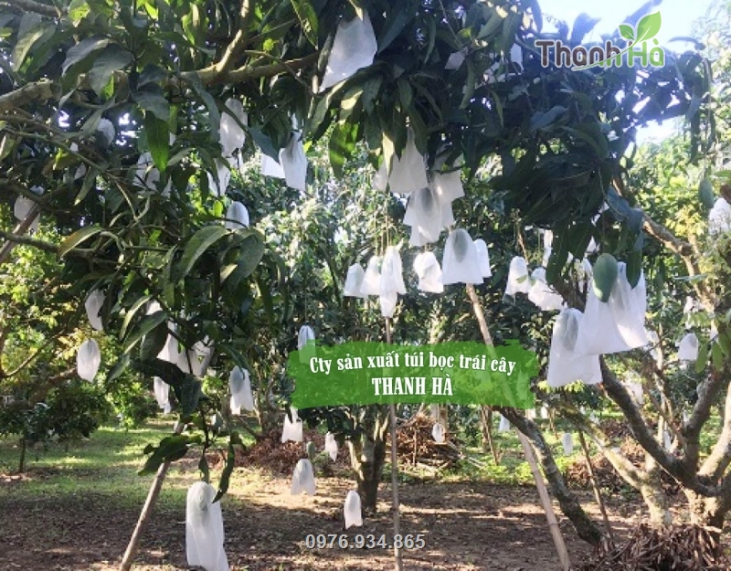 Vườn xoài sử dụng túi vải Thanh Hà giúp bảo vệ trái hiệu quả