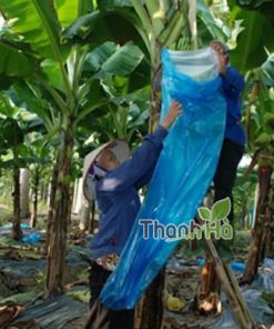 Túi đựng trái cây đẹp Thanh Hà bằng nilon kích thước 70x140cm