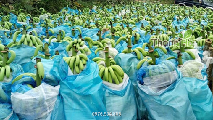 Sử dụng túi giúp cho trái có mẫu mã đẹp hơn, nâng cao năng suất chất lượng nông sản
