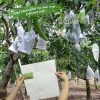 Túi bọc trái cây chống côn trùng Thanh Hà hiệu quả cao kích thước 20x30cm