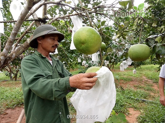 Túi vải bao bưởi thương hiệu Thanh Hà được nhiều người nông dân tin dùng