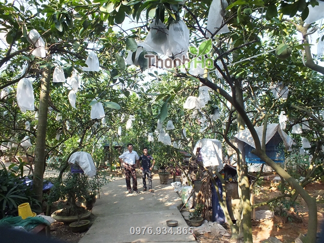 Hình ảnh nhà vườn sử dụng túi vải Thanh Hà để bao bưởi diễn